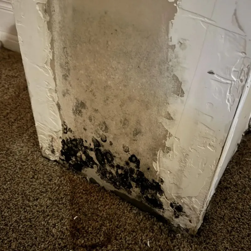 Professional Mold Removal in Mondovi, WI